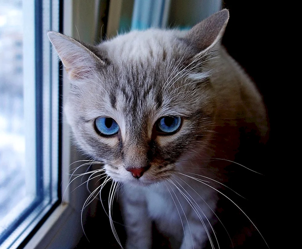 Ochos azules