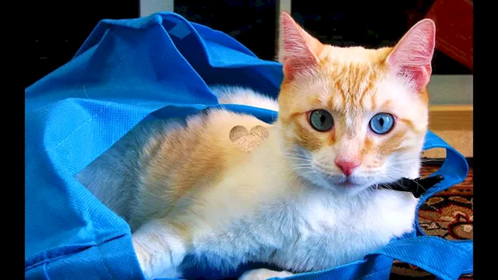 Ochos azules