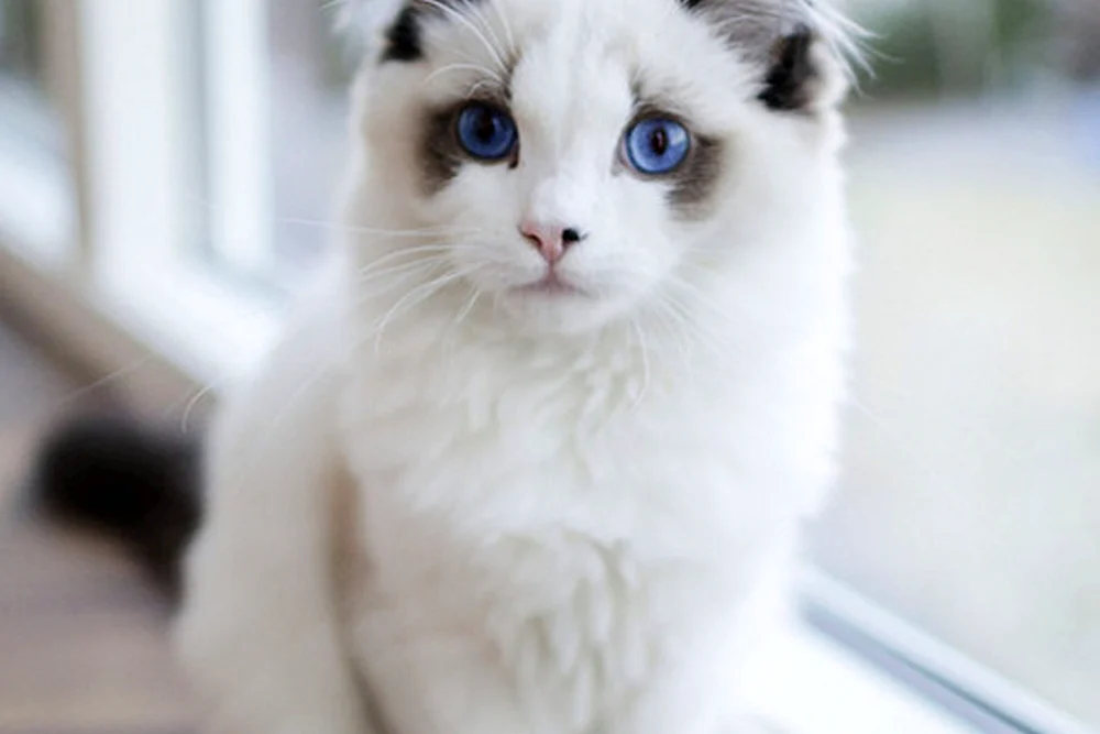 Savannah-Katze