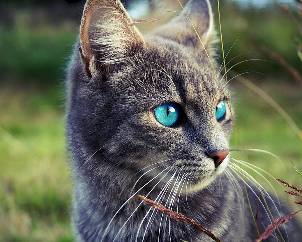Graue Katze