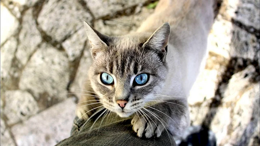 Ragdoll. und Sibirische Katze