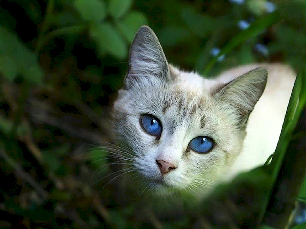 Russische blaue Katze
