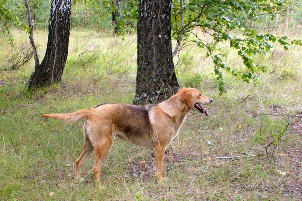 Red Hound Jagdhunde