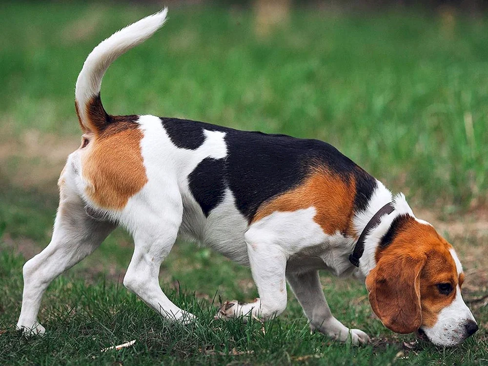 Russischer Jagdhund