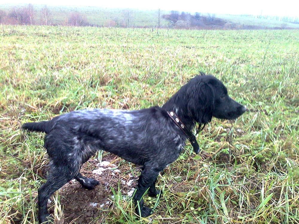 Jagdspaniel Mestizo