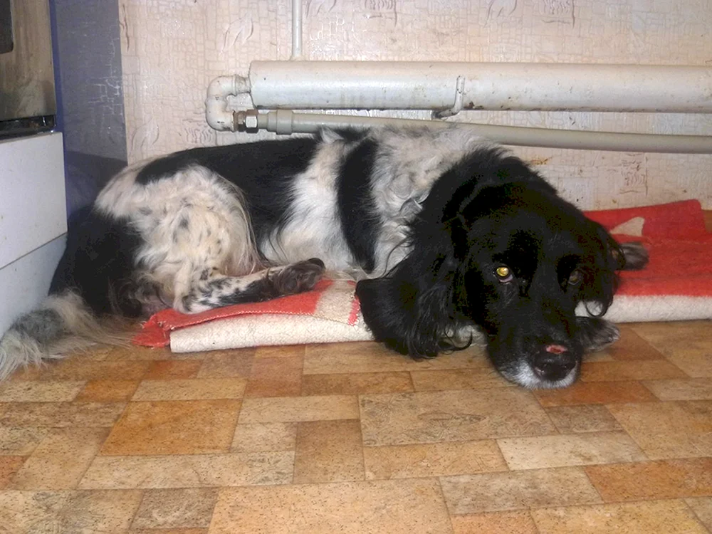 Jagdspaniel Mestizo