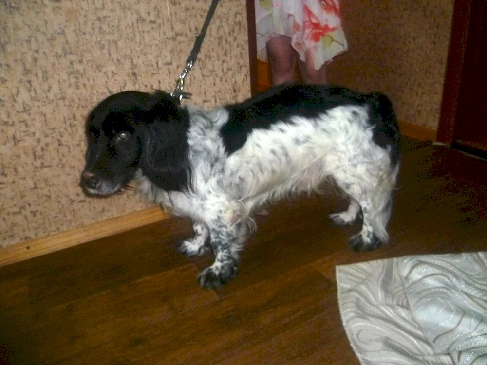 Russischer Jagdspaniel mestizo