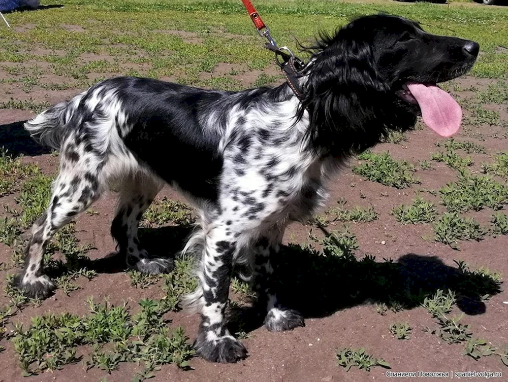 Russischer Spaniel Jagdspaniel