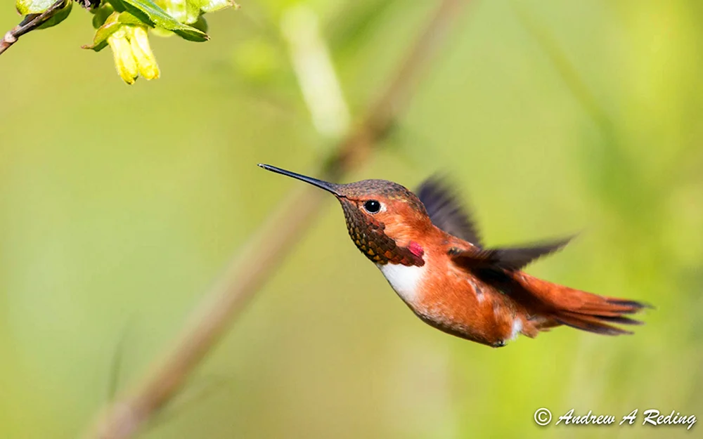 Krümelkolibri