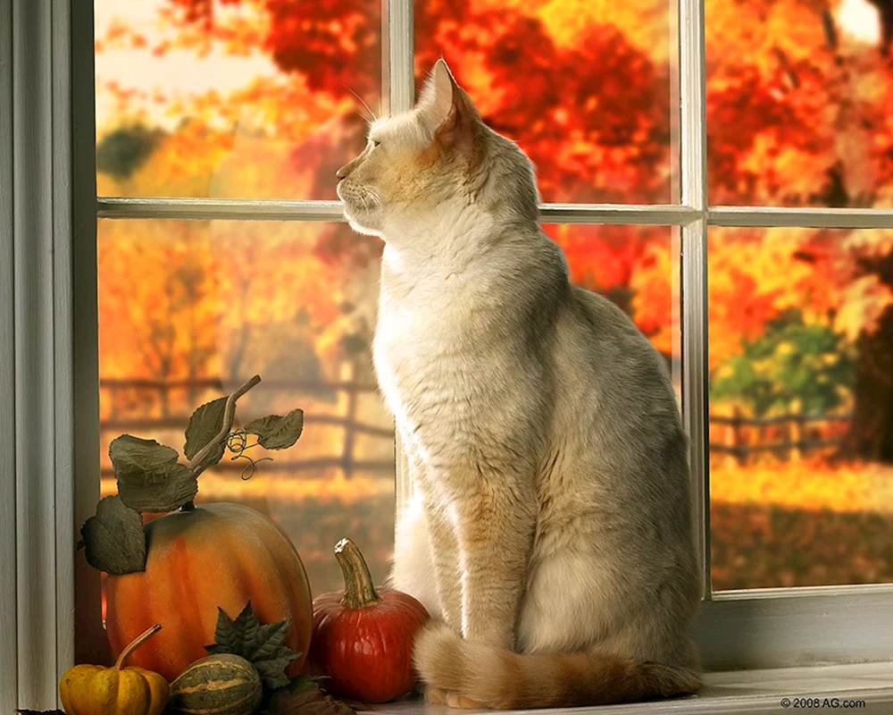Aus dem Fenster Herbst