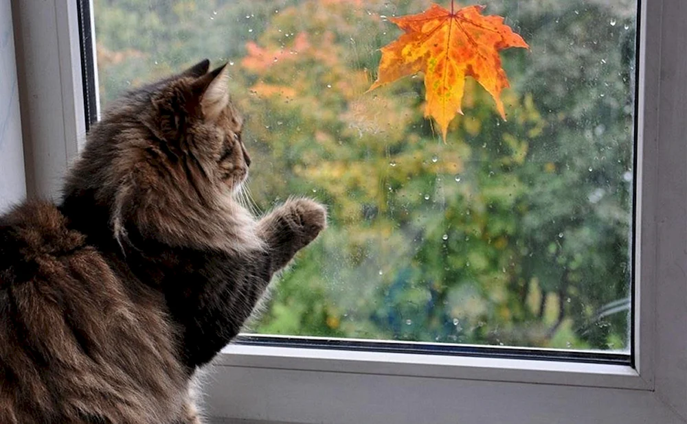 Herbst aus dem Fenster