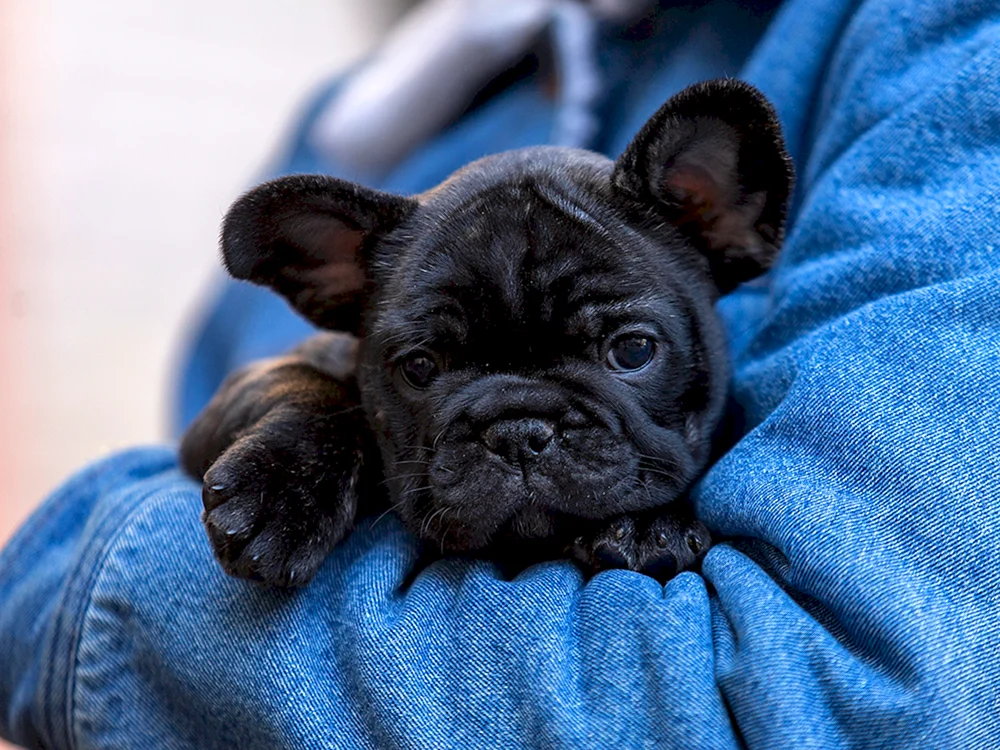 Fluffy Französische Bulldogge Hund