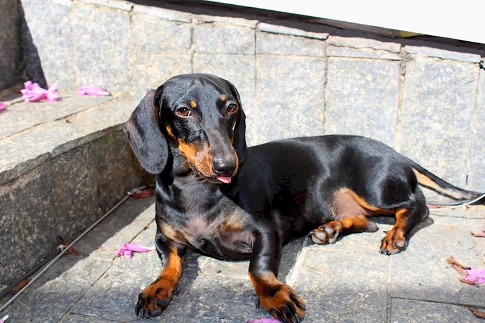Schwarzer Dackel Hund