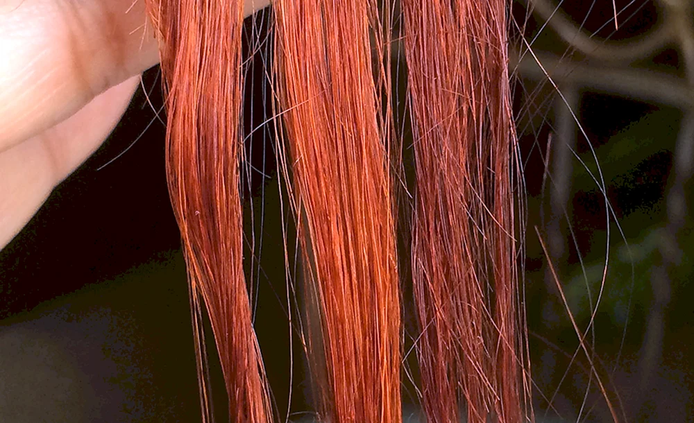Hnna Haarfärbung auf blondem Haar
