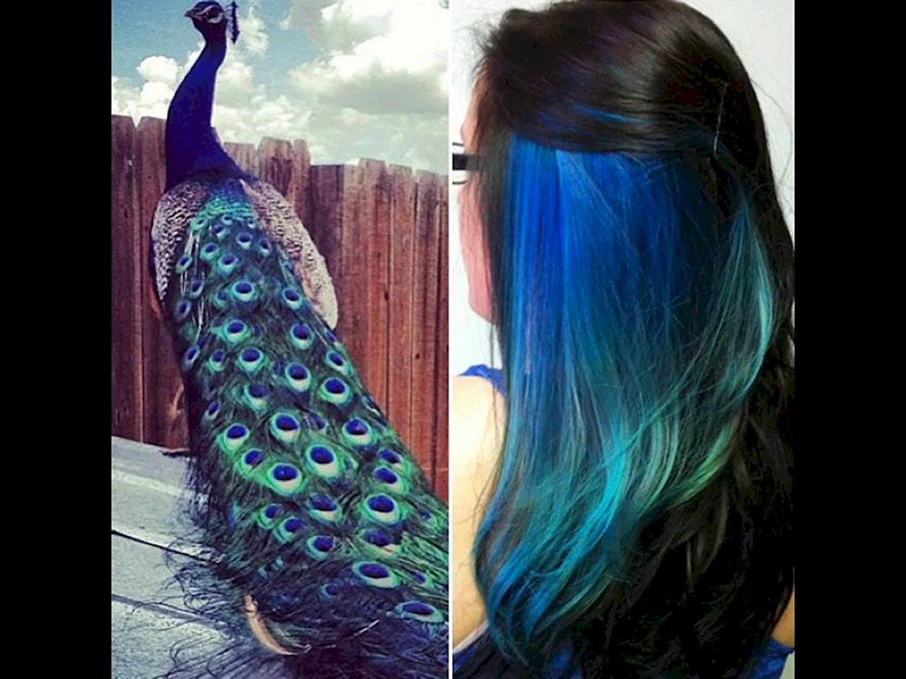Peacock Färbung