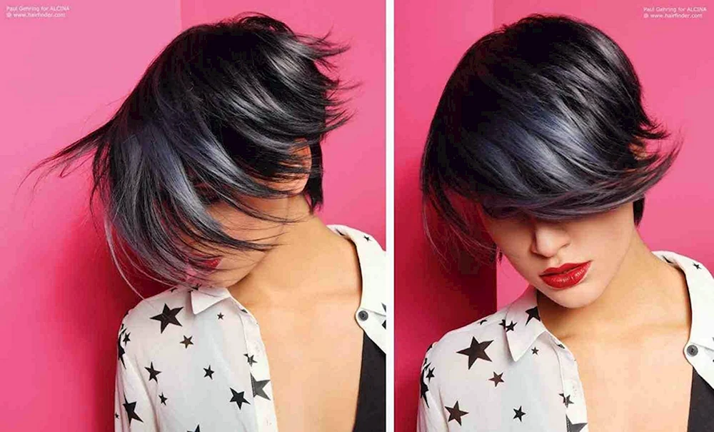 Pixie bob 2022