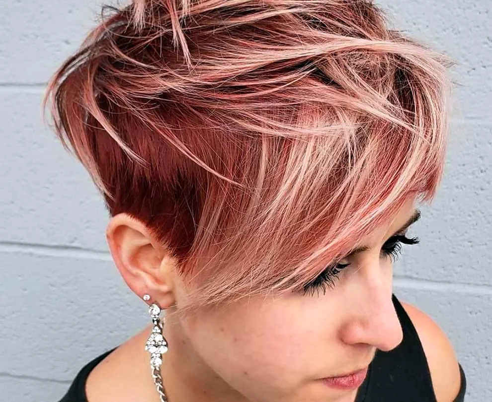 Pixie Bob 2022