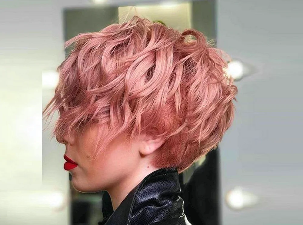 Pixie bob 2022