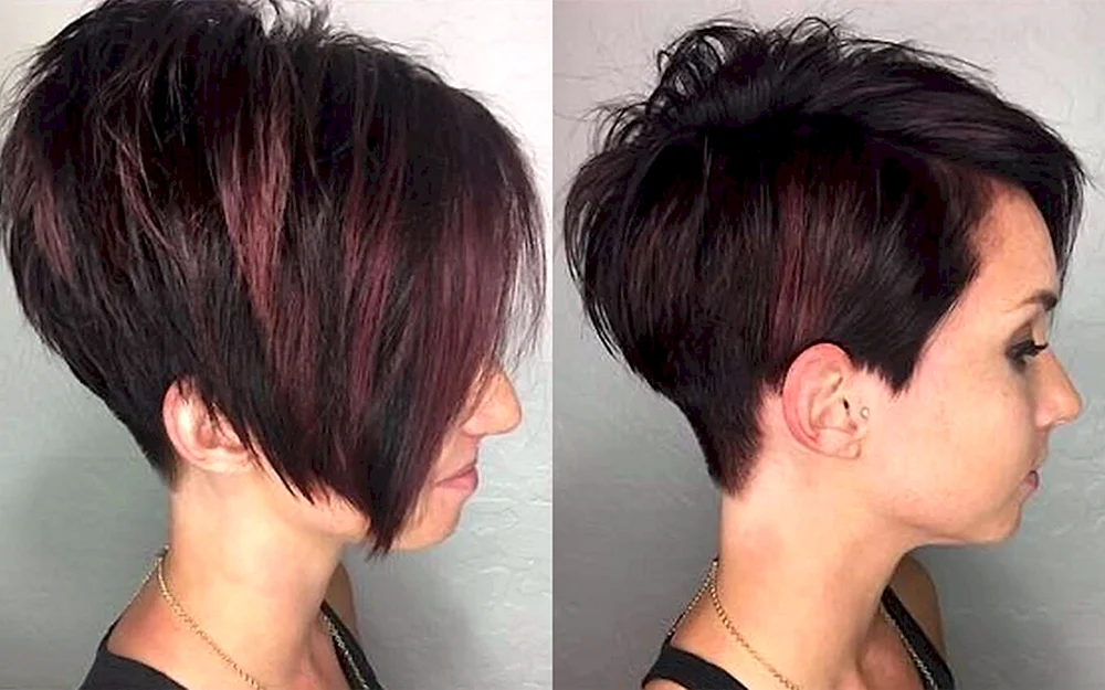 Pixie Bob 2022