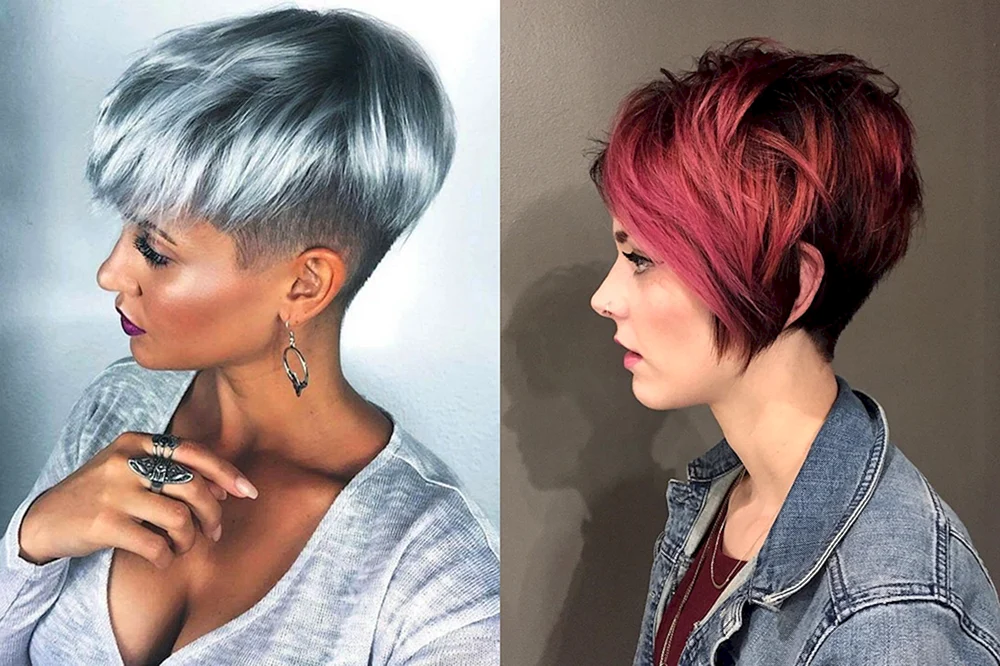 Pixie Bob