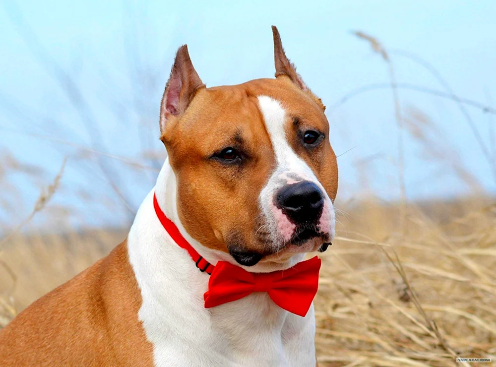 Amerikanischer Staffordshire Terrier grau