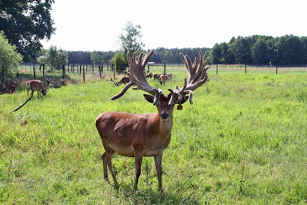 Edelhirsch in Orelskoe Polessie