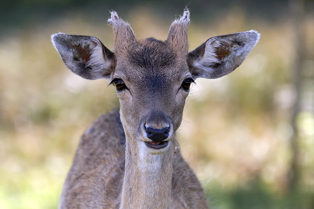 Samkahirsch Wapiti