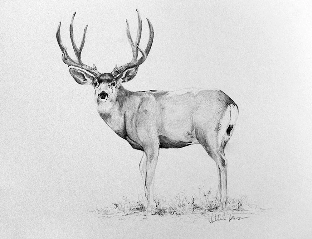 Bilder zum Aquarellieren eines Rentiers