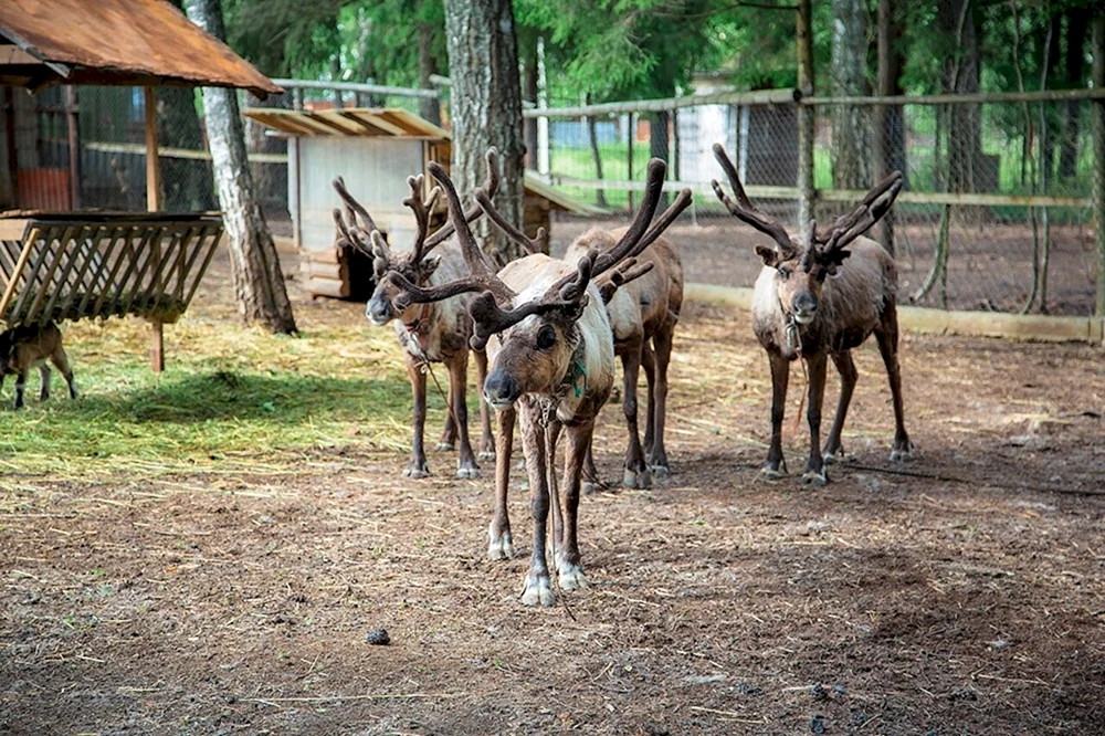 Nördliche Rentierfarm Antsiferovo