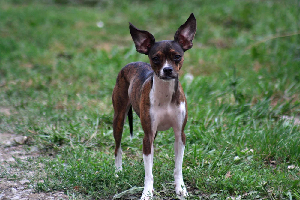Hirsch Chihuahua