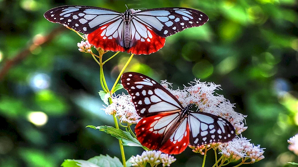 Olympius Inferno Schmetterling