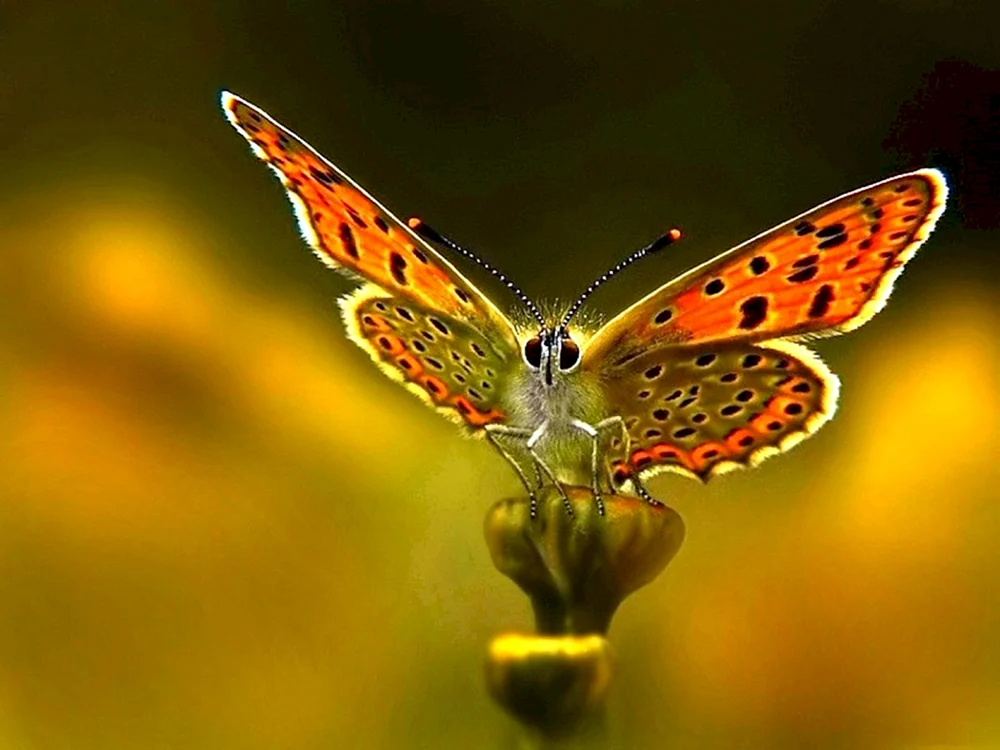 Papilio Rumanzovia