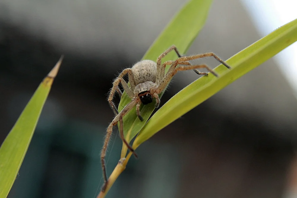 Olios sericeus spider