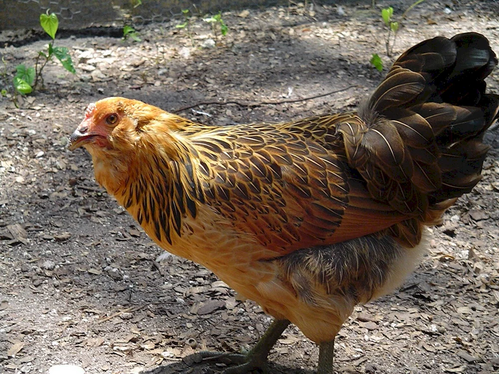 Araucana weiß