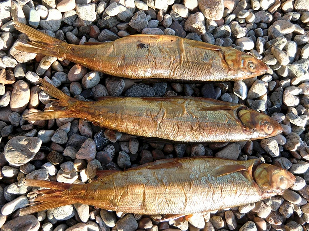 Bikal Breitschnabelfisch