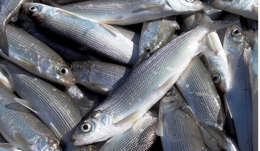 Baikal omul