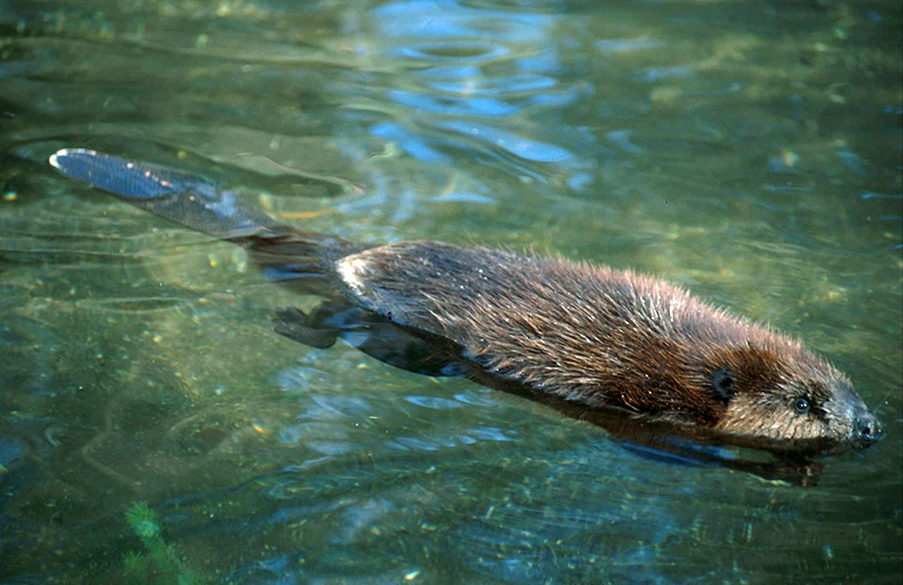 Ondatra Fluss schwimmend