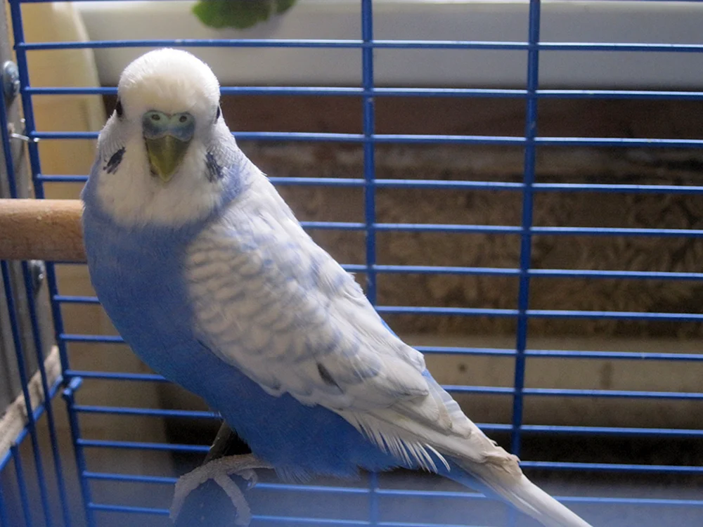 Albino-Wellenpapagei
