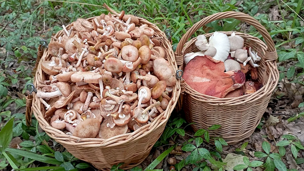 Pilze in der Moskauer Region 2022