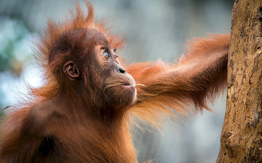 Orang-Utan-Affe