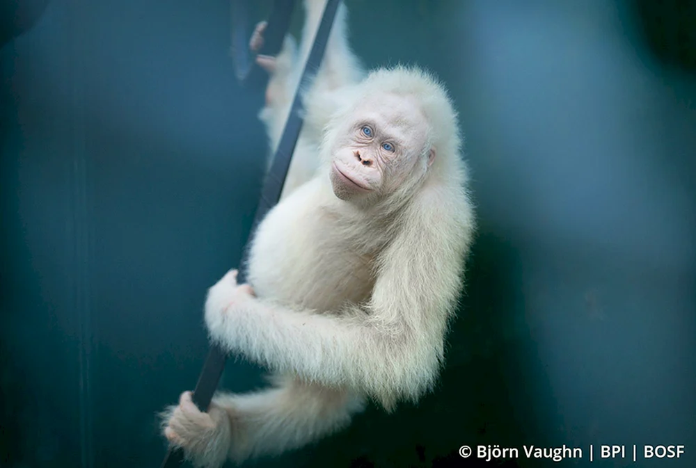 Orang-Utan albino albino alba