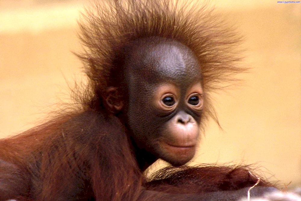 Orang-Utan und Affe