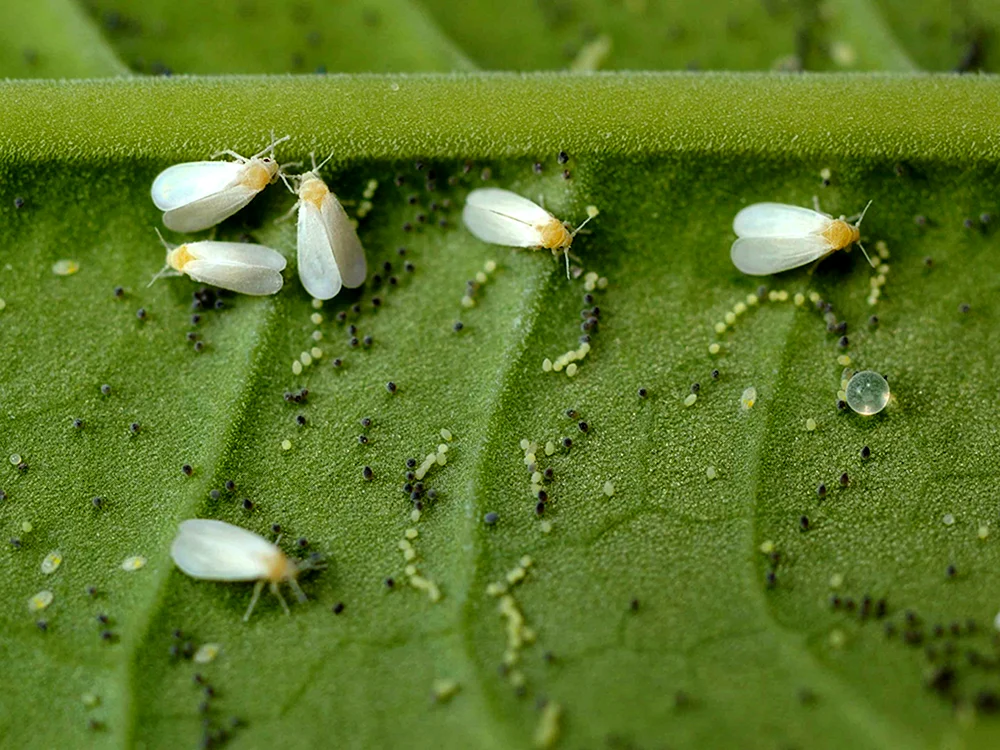Schmetterling Aphis gossypii