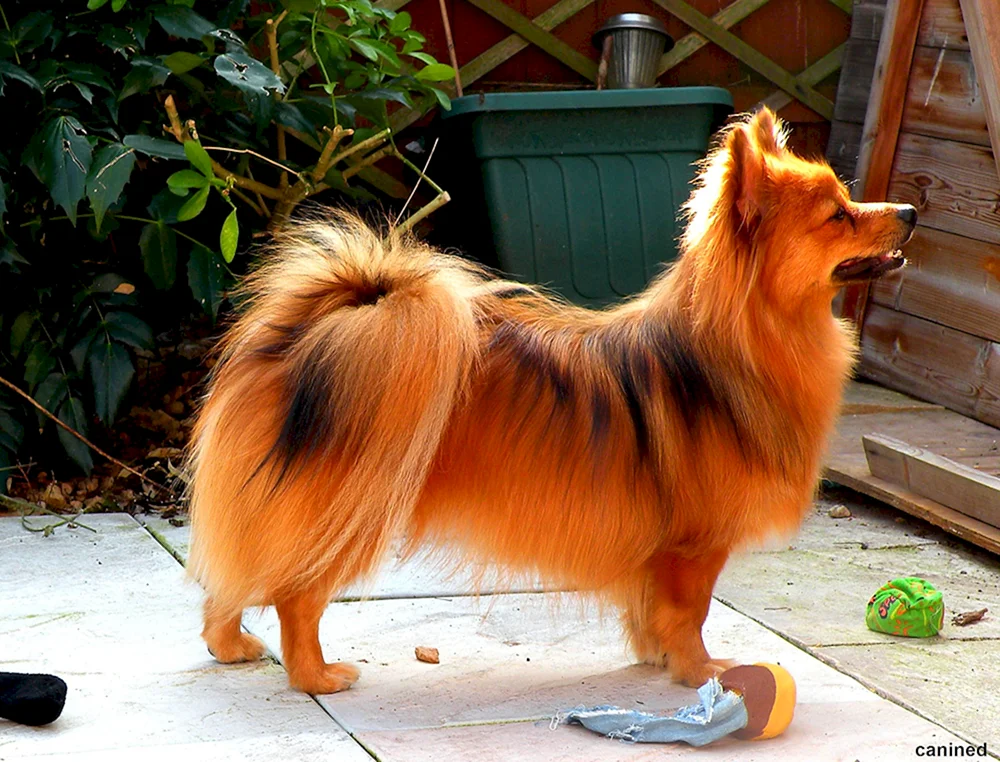 Orangenes Hündchen