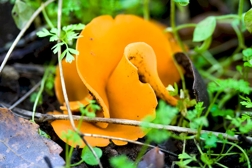 Chernogolovki Pilz