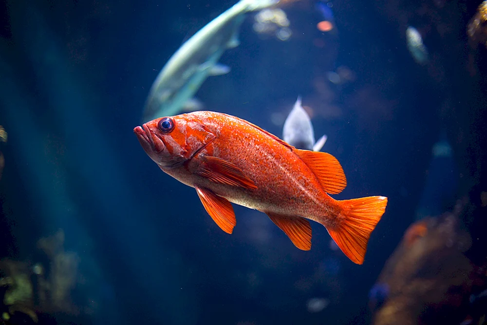 Orangene Fische