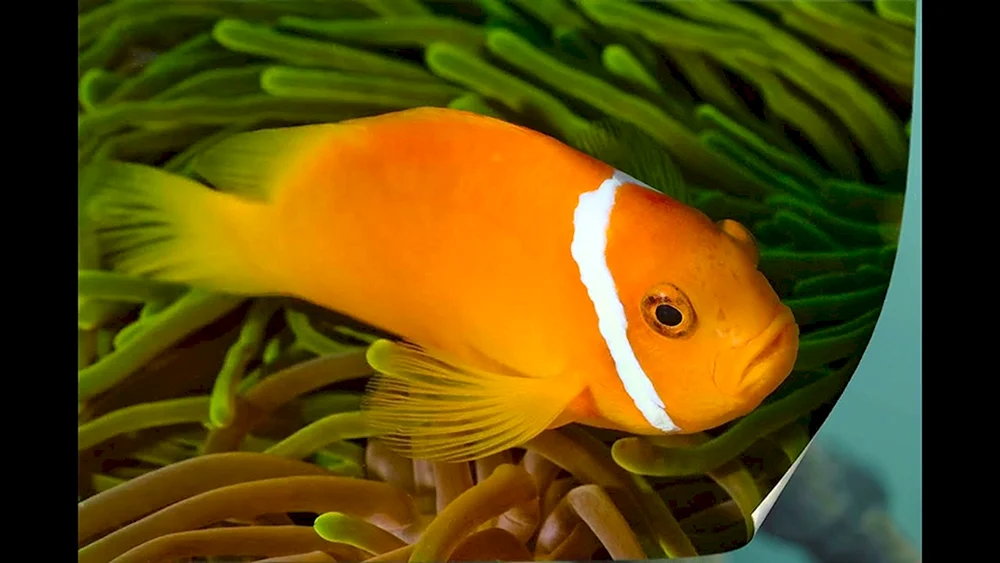 Orange Amphiprion
