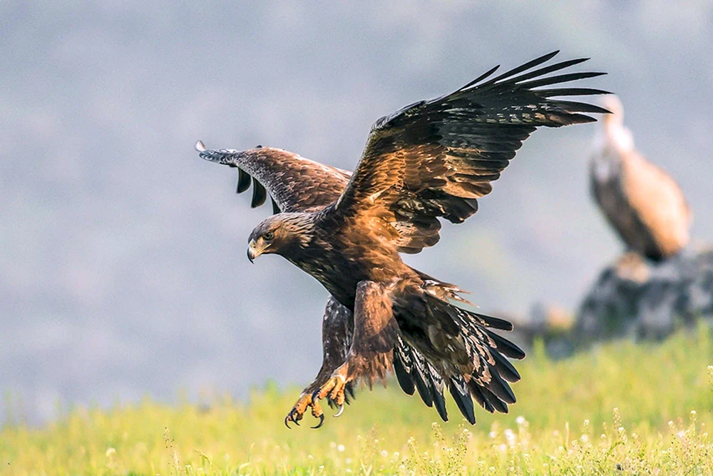 Adler Berkut
