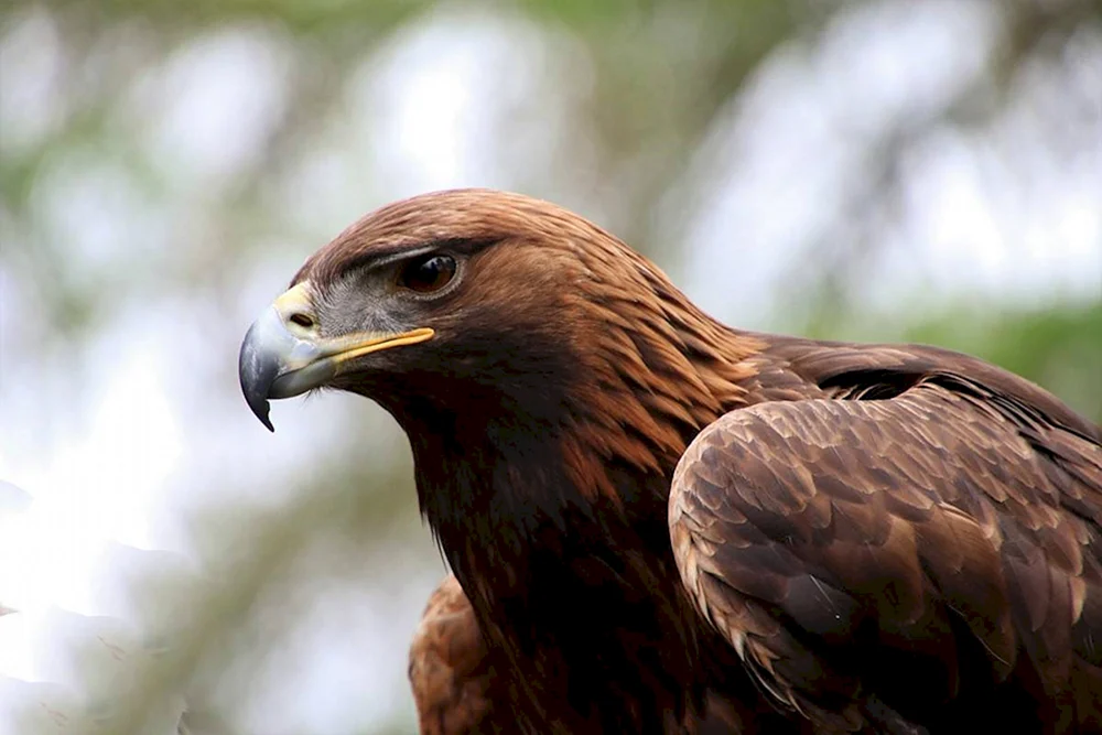 Weißkopfseeadler