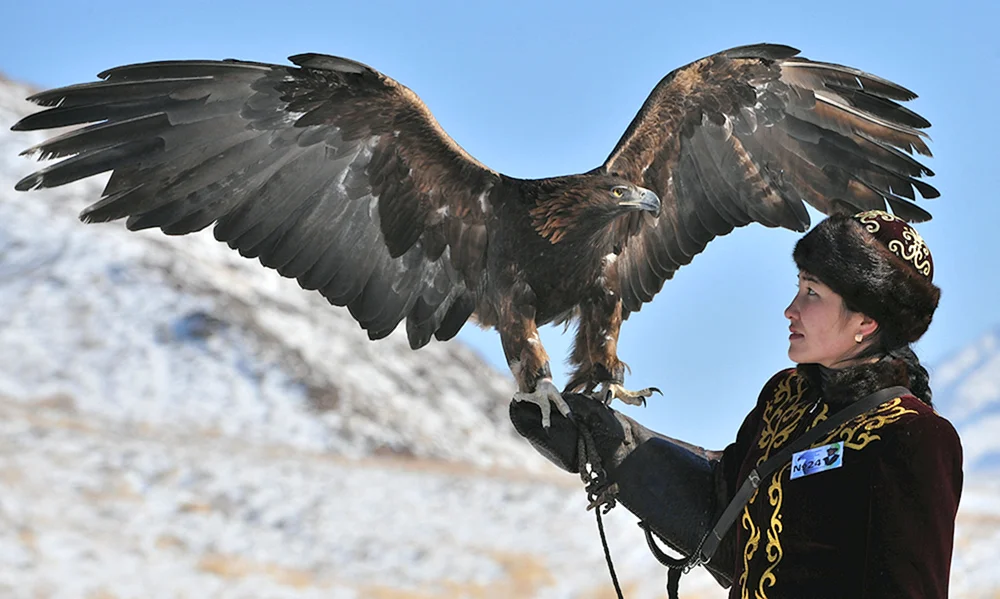 Berkut Mongolei